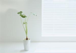 伝統の技とこだわりを貫く店舗建具